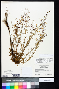 Dicerandra linearifolia image