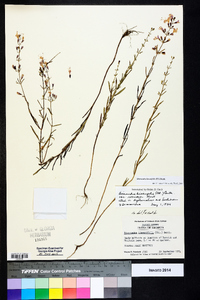 Dicerandra linearifolia image