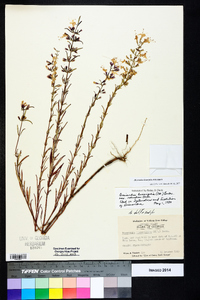 Dicerandra linearifolia image