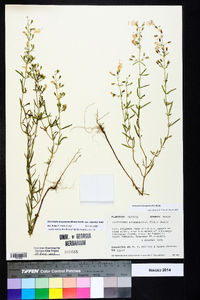 Dicerandra linearifolia image