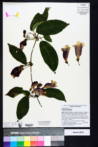 Bignonia capreolata image