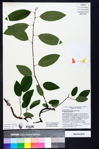 Berchemia scandens image