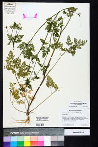 Chaerophyllum tainturieri var. tainturieri image