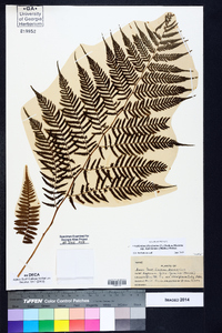 Athyrium filix-femina subsp. asplenioides image
