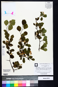 Crataegus sororia image