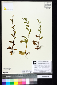 Myosotis macrosperma image