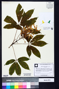 Aesculus sylvatica image