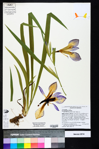 Iris hexagona image