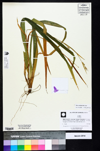 Carex striatula image