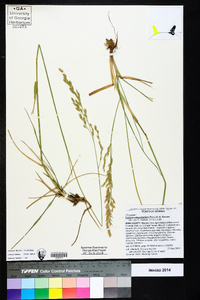 Festuca subverticillata image