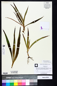 Tradescantia ohiensis image