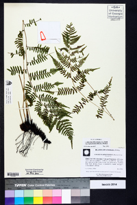 Athyrium filix-femina subsp. asplenioides image