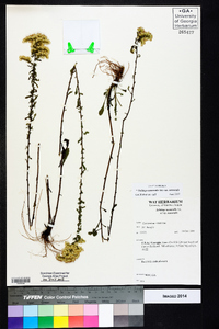 Solidago nemoralis var. nemoralis image