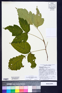 Toxicodendron radicans subsp. radicans image