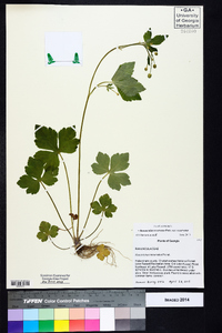 Ranunculus recurvatus var. recurvatus image