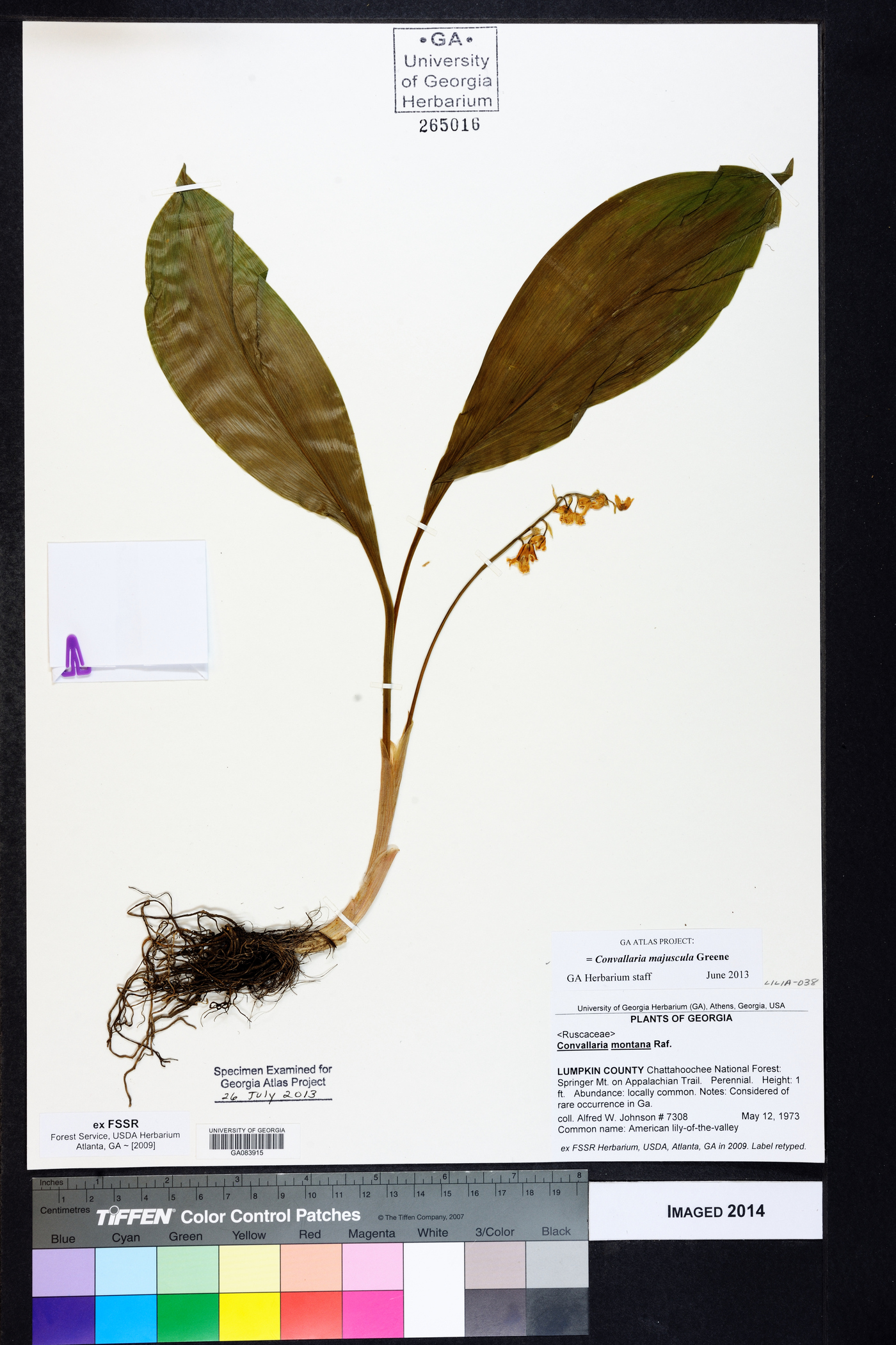 Convallaria majuscula image