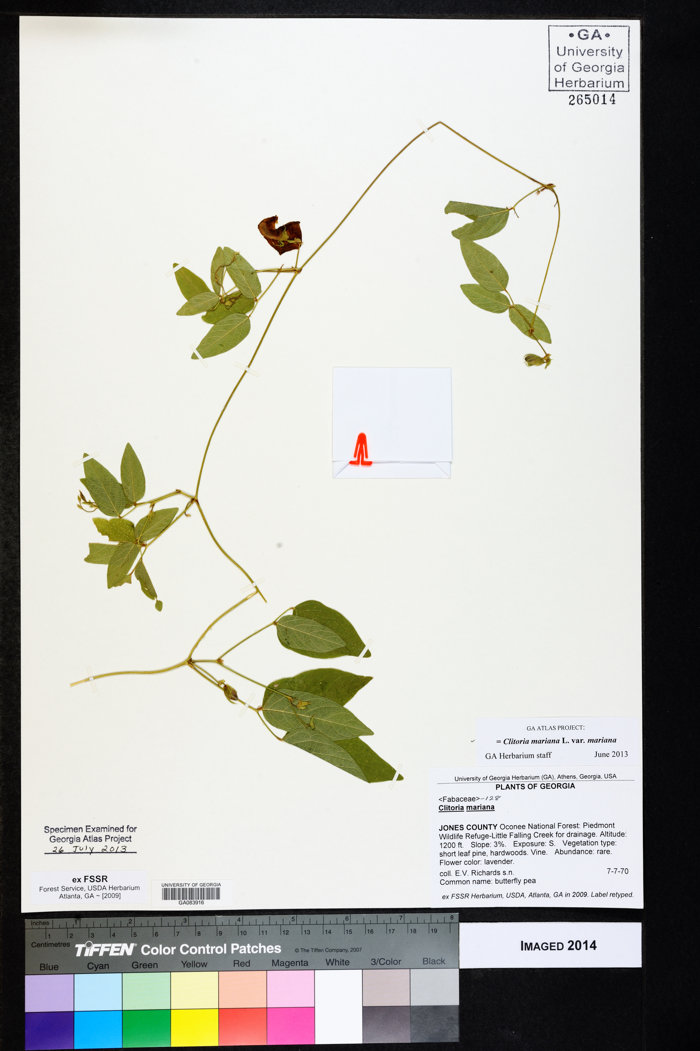 Clitoria mariana var. mariana image