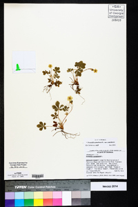 Potentilla canadensis image