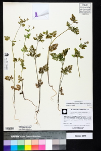 Chaerophyllum tainturieri var. tainturieri image