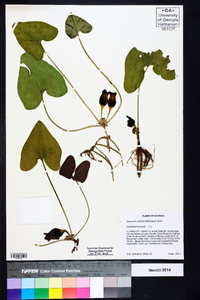 Hexastylis arifolia image