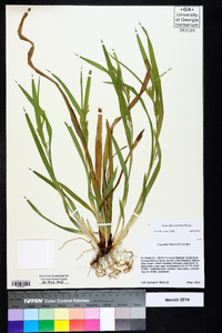 Carex flaccosperma image