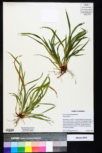 Carex abscondita image