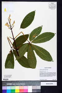 Aesculus sylvatica image