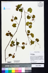 Muscadinia rotundifolia image