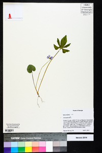 Viola palmata image