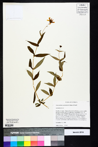 Jamesianthus alabamensis image