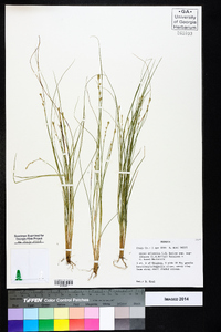 Carex atlantica subsp. capillacea image