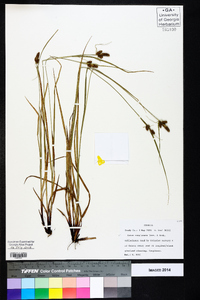 Carex complanata image