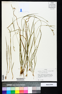 Carex styloflexa image