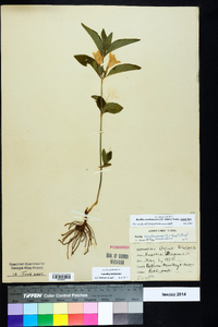 Ruellia caroliniensis image