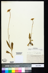 Marshallia obovata var. scaposa image