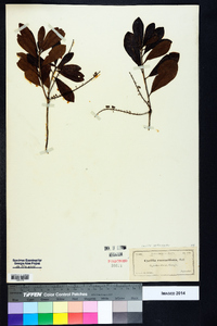 Cyrilla racemiflora image