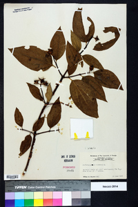 Philadelphus inodorus image