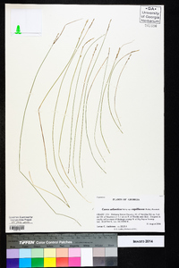 Carex atlantica subsp. capillacea image