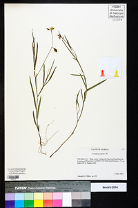 Crotalaria purshii image