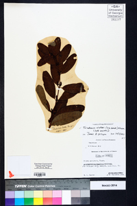 Triadenum walteri image