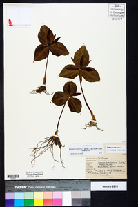 Trillium cuneatum image