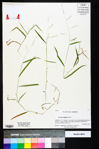 Leersia virginica image