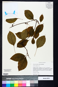 Schisandra glabra image