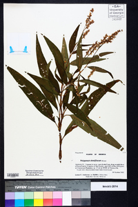 Polygonum densiflorum image