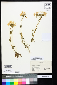 Phlox amoena subsp. amoena image