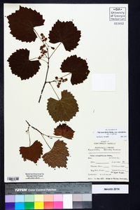 Muscadinia rotundifolia image