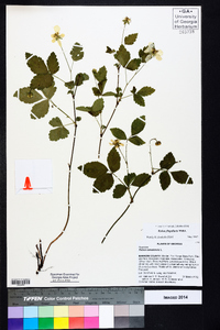 Rubus flagellaris image