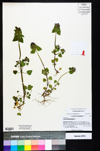 Lamium purpureum image