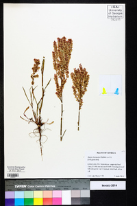 Rumex hastatulus image