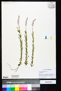 Polygala polygama image